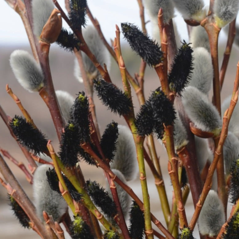 Pussy Willow, Black