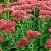 Sedum 'Autumn Joy'