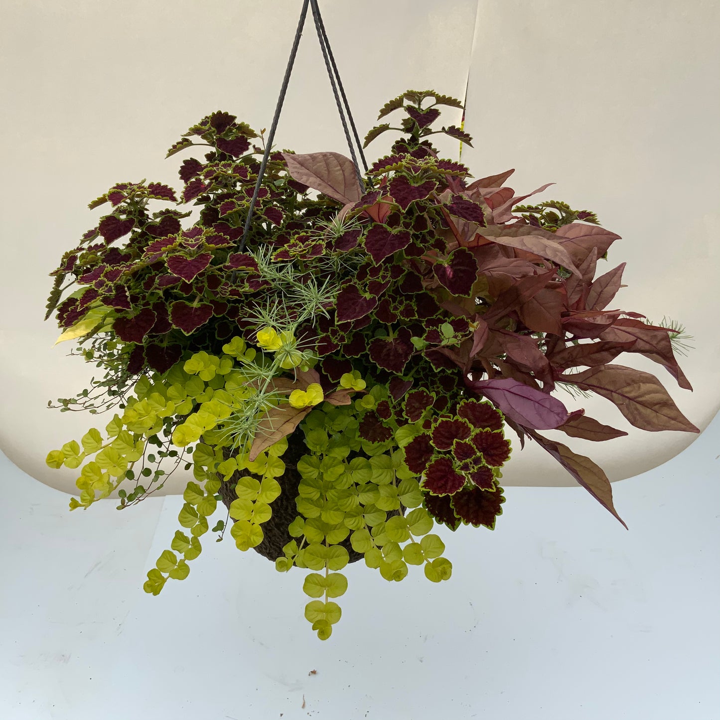 12" Fiber Hanging Basket Foliage Mix