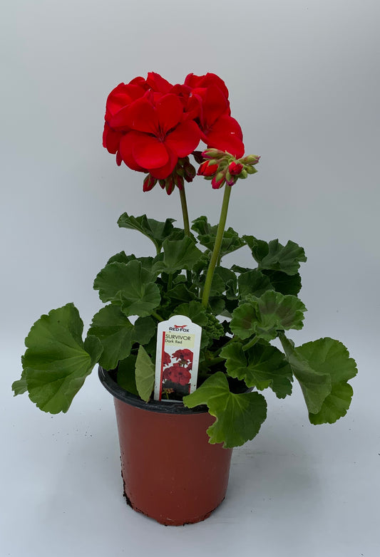 Geranium 'Survivor' 4.25"
