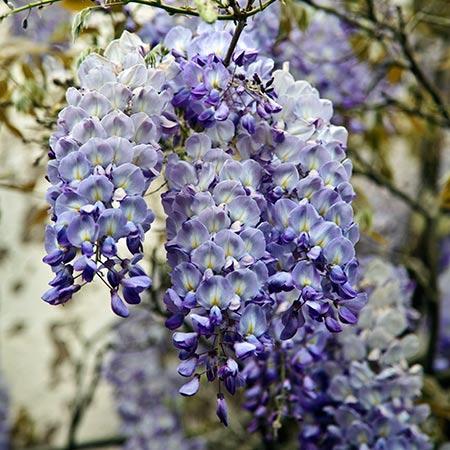 Wisteria 'Blue Moon'