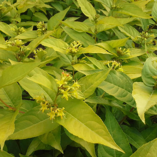 Honeysuckle, "Honey Bee Bush"