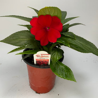 Sunpatiens Compact 4.25"