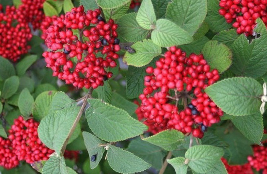 Viburnum 'Red Balloon' PW 3Gal