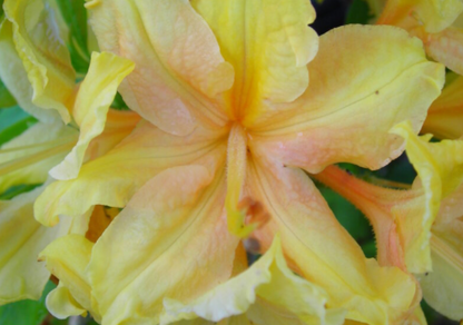 Azalea 'Golden Lights'