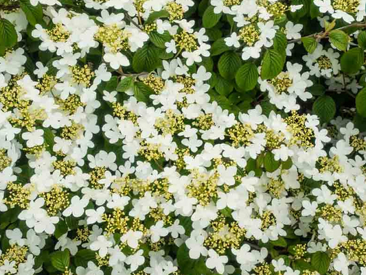 Viburnum 'Summer Snowflake'