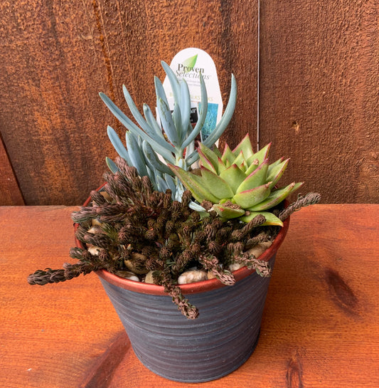5” Mixed Succulent Combo