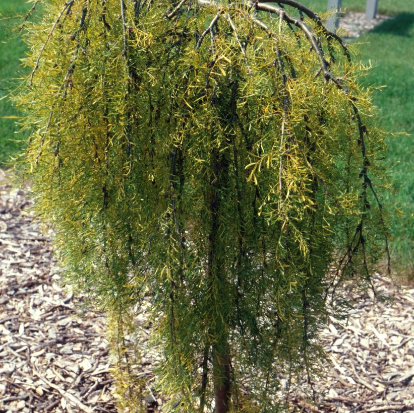 Weeping Caragana 'Walker'