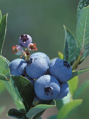 Blueberry 'Bonus'