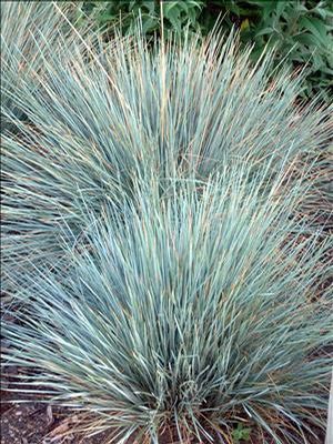 Blue Oat Grass 'Sapphire' 1 GAL