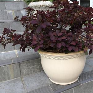 Smokebush, Dwarf 'Velveteeny'