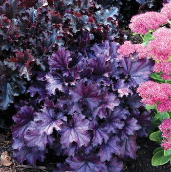 Coral Bells 'Forever Purple'