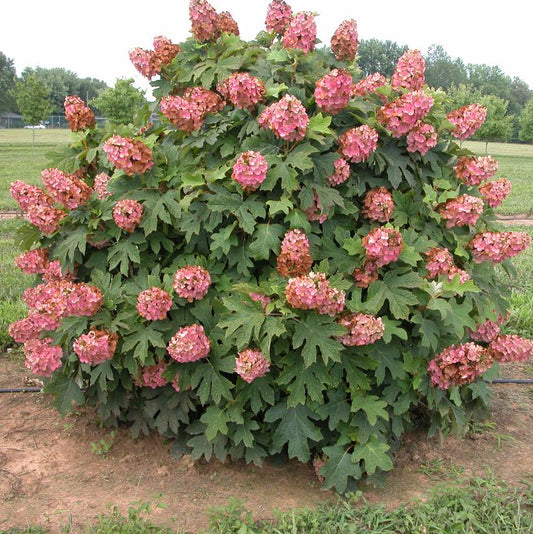 Oakleaf Hydrangea Munchkin
