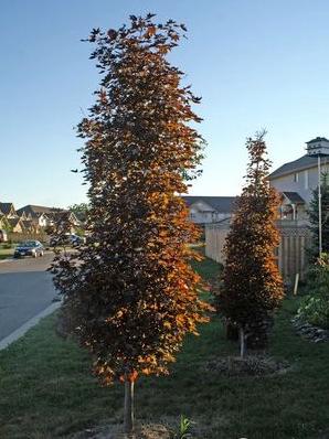 Maple, Norway 'Crimson Sentry'