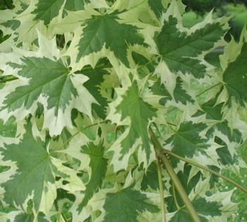 Maple, Harlequin 'Drummondii' 10gal