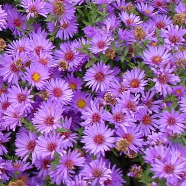 New York Aster 'Wood's Purple'