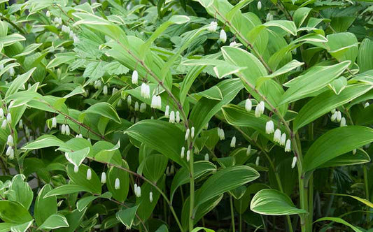 Solomon's Seal, Variegated