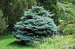 Spruce, Blue Dwarf 'Globe'