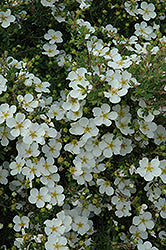 Potentilla, White 'Abbotswood' 2G