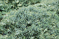 Juniper 'Icee Blue'