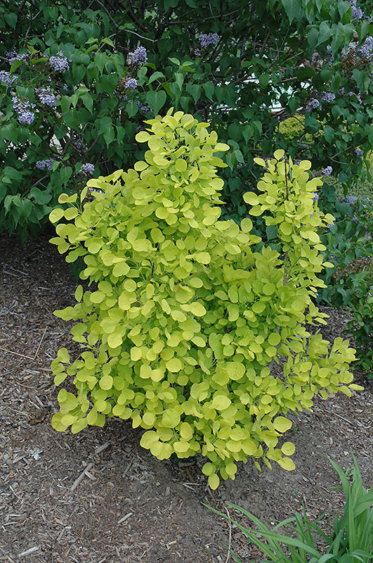 Smokebush 'Golden Spirit'