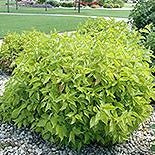 Dogwood 'Golden Prairie Fire'  2Gal