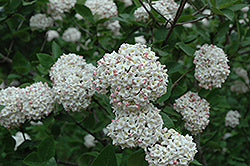 Viburnum, Fragrant Tree Form