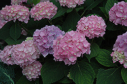 Hydrangea 'Endless Summer'