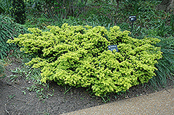 Yew, Dwarf Japanese 'Nana'