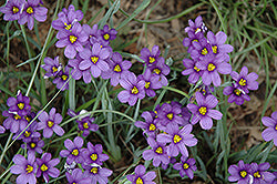 Blue-Eyed Grass 'Lucerne'