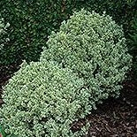 Variegated English Boxwood, 2G