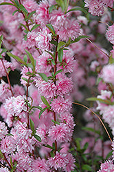 Almond, Flowering