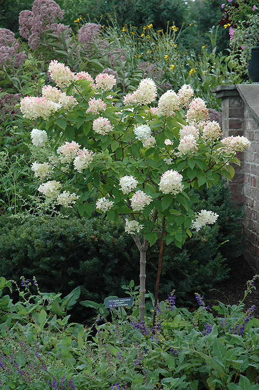 Hydrangea Tree Form 'Limelight' PW