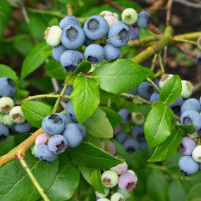 Blueberry 'Polaris'
