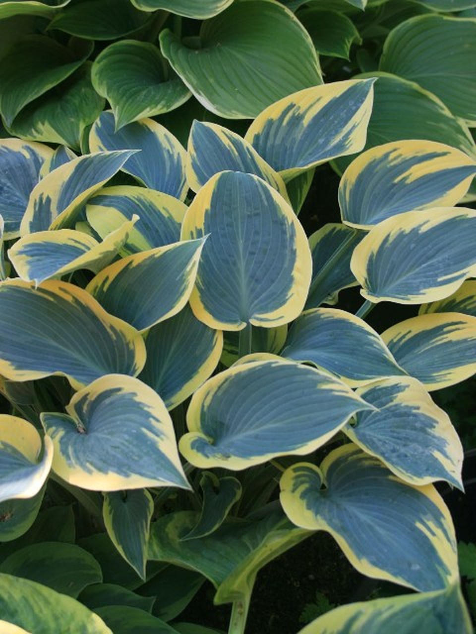 Hosta 'First Frost'