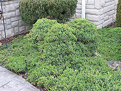 Juniper, 'Dwarf Japanese Garden'