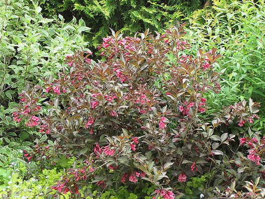 Weigela 'Midnight Wine Shine' PW 2Gal