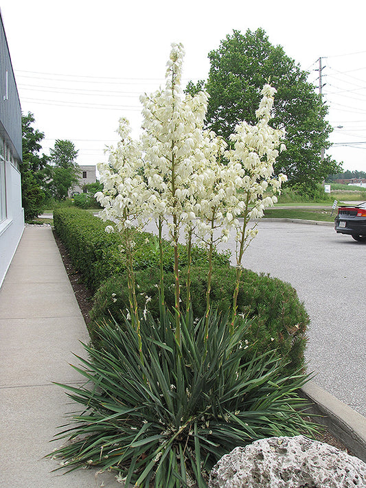 Yucca 'Excalibur' 'Adam's Needle'