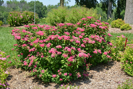 Spirea Double Play  'Red' PW