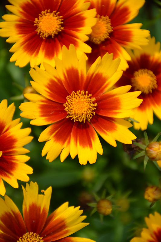 Coreopsis 'UpTick Gold & Bronze'