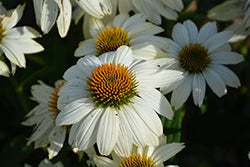Coneflower 'PowWow White'