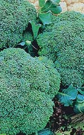 BROCCOLI GREEN SPROUTING - SEED