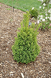 Boxwood 'Green Mountain'