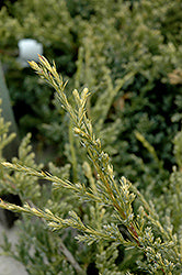 Juniper 'Dream Joy'