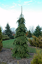 Spruce, White 'Weeping'