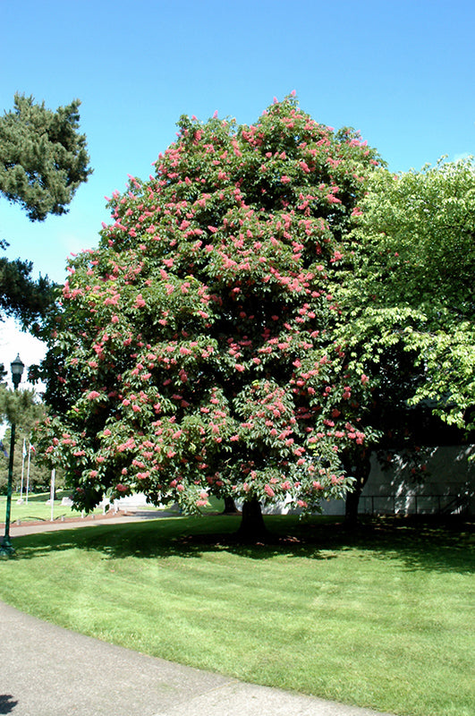 Red Horsechestnut 'Briotii'