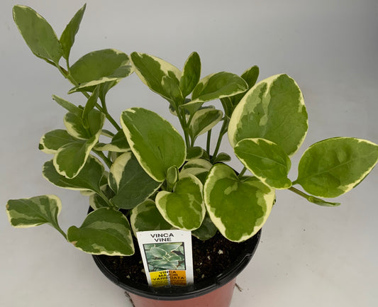 Vinca major 4.25"