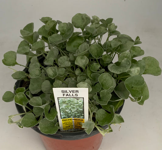Silver Falls Dichondria 4.25"