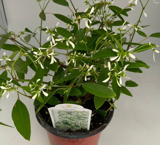 Euphorbia 4.25"