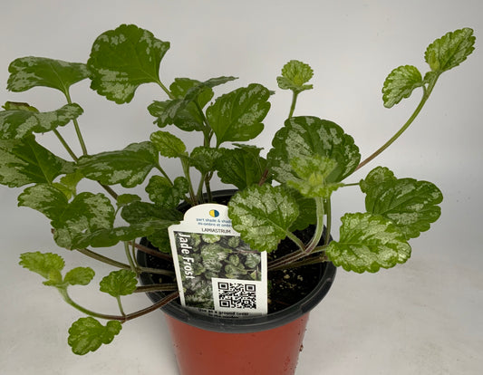 Lamium  Jade Frost 4.25"